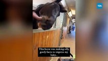 Atın bebeği eğlendirmeye çalıştığı anlar görenleri güldürdü