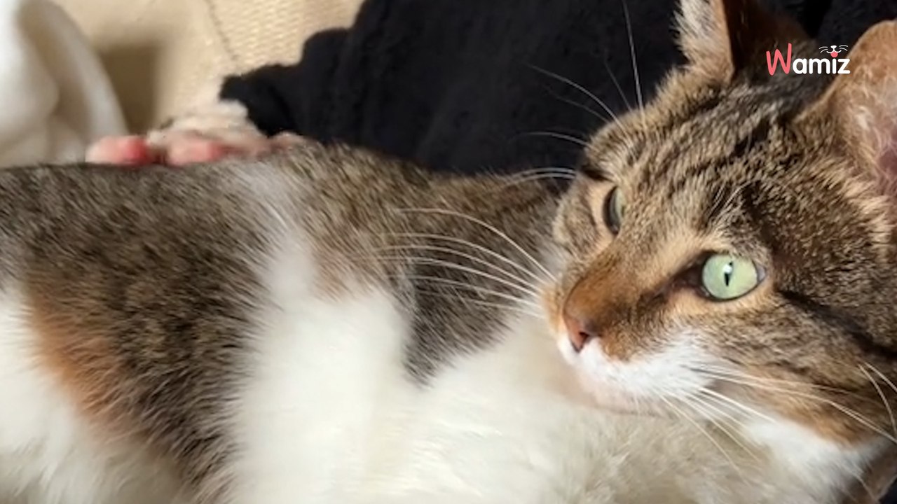 Elle emmène un chat dans sa nouvelle destination après 5 ans au refuge : ils en ont le souffle coupé (vidéo)
