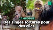 Au Cambodge, les singes des sites touristiques exploités et maltraités par des YouTubeurs