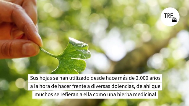 La infusión de ginkgo: todo sobre la bebida que promete retrasar el envejecimiento vascular y la pérdida de memoria