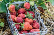 Strawberries are full of harmful 'forever chemicals'