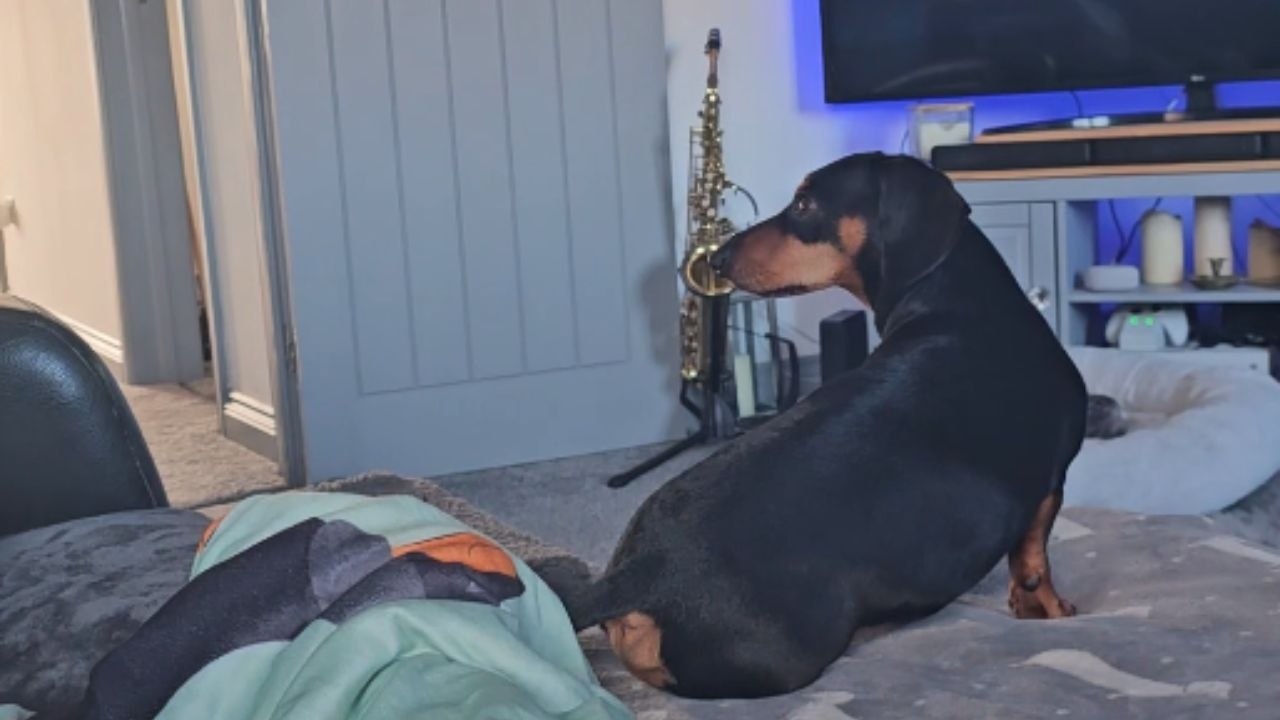 Dachshund can't believe his ears after hearing his name on television