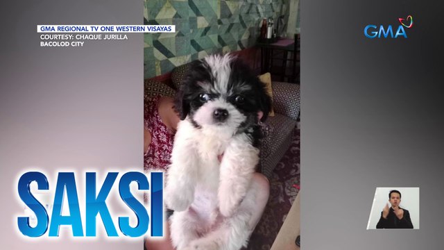 Shih tzu, tinuturing na bayani matapos iligtas ang mag-anak sa ahas | Saksi