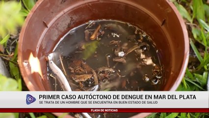 Primer Caso Autóctono de Dengue en Mar del Plata 🌡️
