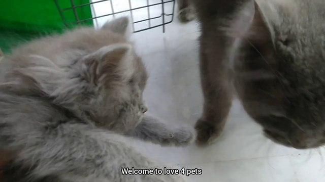 Abandon Cat Was Rescued With Her Only Grey Kitten Mother Looks Scared And Hiding