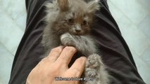 Abandon Kitten Still Scared And Trying To Hide Behind Sofa But Her Kittens Is Adventures