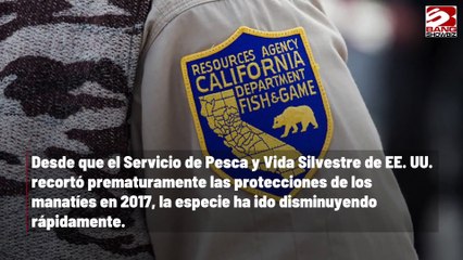 Piden a las autoridades reclasificar al manatí como animal en peligro de extinción
