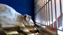 Old film❤️American Bulldog 5 yr old under Tent - such a Beautiful Girl - Heart Melted practicing sitting & lying down at Pima Animal Care Center❤️4000 N. Silverbell Tucson AZ 520-724-5900 on 3-19-2017Old film