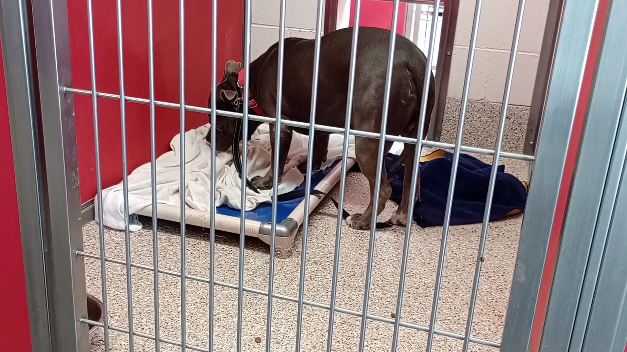 Baji 6y A832294 kennel 40 pod 2 PACC shelter wish he continued coming near 4 food but overwhelmed VID_20240405_142329122