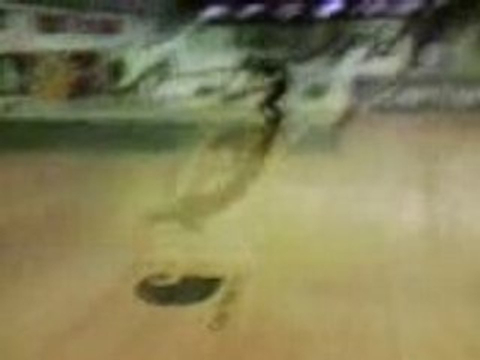 Mek bowl de rouen