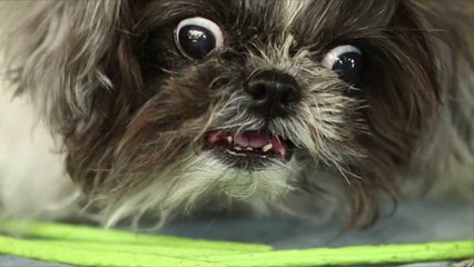 6 Ways Dogs Use Body Language to Tell You They're Mad