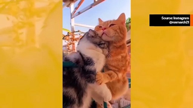 Suloiset videot: nämä ovat romanttisimmat kissat, joita tulet näkemään tänään