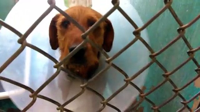 Old film❤️Some Adopted Kids that nice people have opened their Hearts and Home to that were spending some time at The Humane Society of Southern Arizona❤️3450 N. Kelvin Tucson AZ 520-327-6088 as of 5-11-2017EthelAloyFiniteDottie