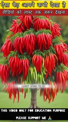 अपने मिर्ची का पौधा ऐसा कभी देखा है? / Have you ever seen your chilli plant like this? #facts #viral