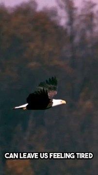 Isaiah 40:31 Bible Famous Quote and Bible Verse