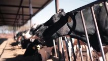 Productores de leche Jalisco exhortan al Gobierno Federal frenar importación de leche en polvo de EU