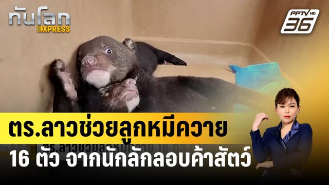 ตร.ลาวช่วยลูกหมีควาย 16 ตัว จากนักลักลอบค้าสัตว์ | ทันโลก EXPRESS | 10 เม.ย. 67