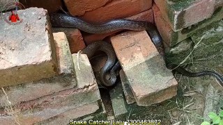 Very Big Size Snake Rescue
