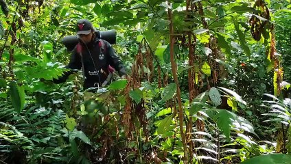 Ultimate Solo Bamboo Buscraft Camp: Catch & Grill Fish in the Forest 🐟