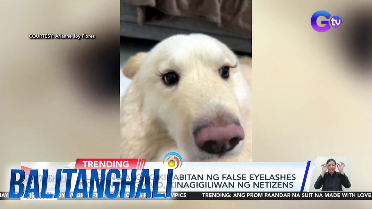Alagang asong kinabitan ng false eyelashes ng kaniyang amo, kinagigiliwan ng netizens | BT