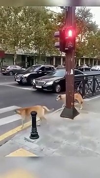 Rules are rules, those who don't follow, they are fools.