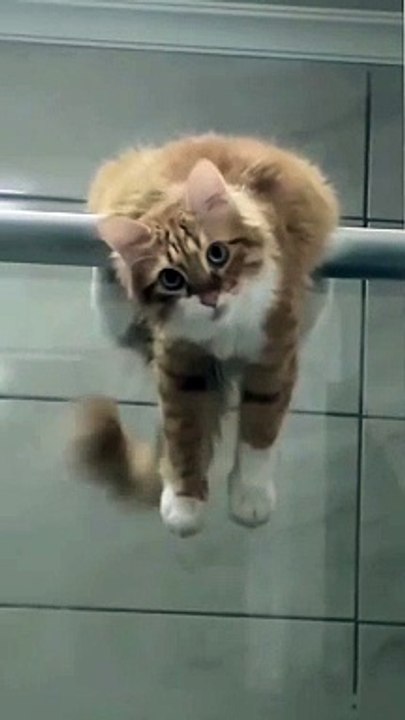 Cat by birth, monkey by choice.