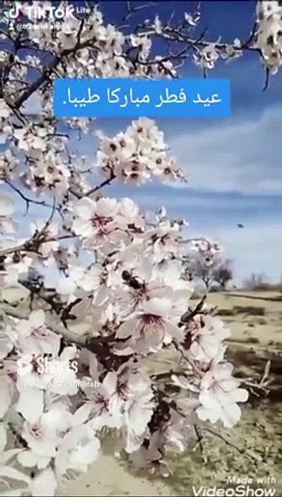 عيدا مباركا طيبا