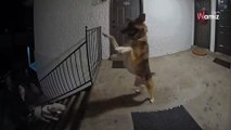 Video. Questa cagnolina ritrova la sua migliore amica: la telecamera cattura una scena bellissima