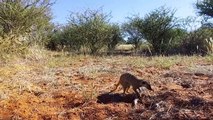 Episode 02 - Kalahari Meerkats