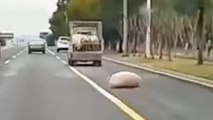 Dramatischer Moment, in dem ein Schwein vom LKW in den fließenden Verkehr fällt