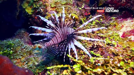 Great Blue Wild - 03. Roatan