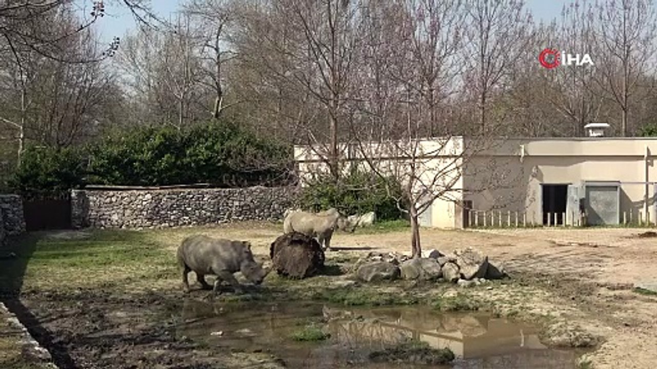 Nesli tehlike altında olan beyaz gergedanlar