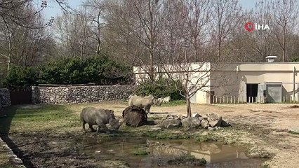 Nesli tehlike altında olan beyaz gergedanlar