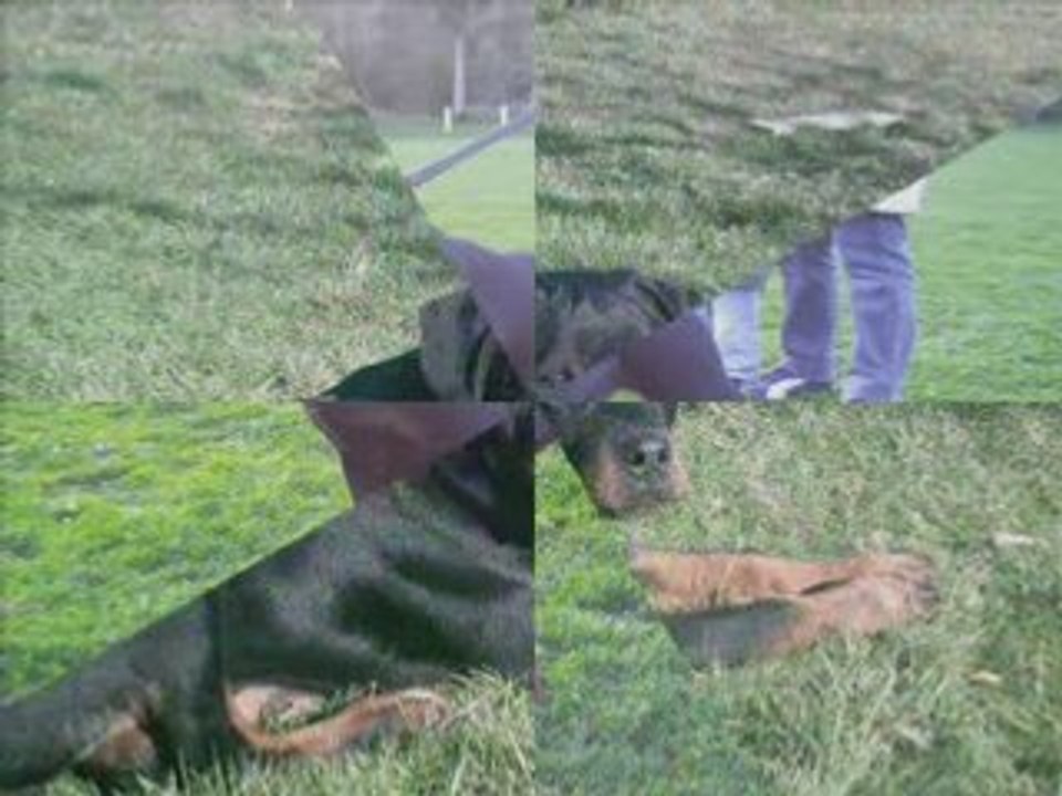 brutus1