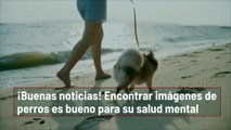 ¡Buenas noticias! Encontrar imágenes de perros es bueno para su salud mental