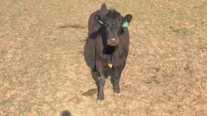Furious mother cow expresses maternal rage as lady pulls her calf into pickup