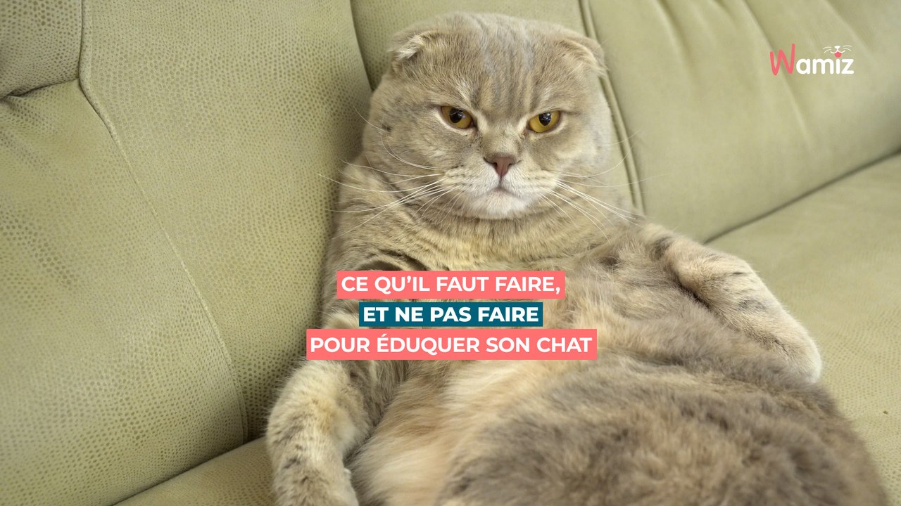 Eduquer son chat : comment lui dire non ?