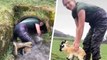 Borders Farmer crawled 20ft into a tunnel stream to save two lambs from being 