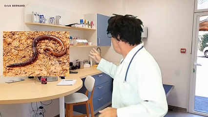 L'émotion du vers de terre