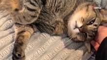 Video. Arrivano al rifugio con il loro gatto di 7 anni: la loro scusa fa cadere le braccia agli operatori