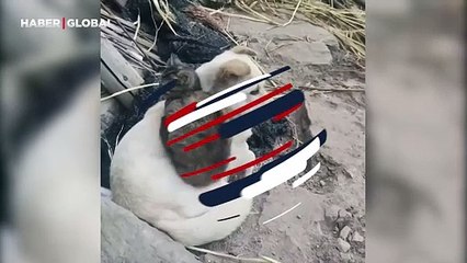 Böyle dostluk Garfield ve Odie arasında yok: "Gönüllerle birlikte bedenler de bir oldu"