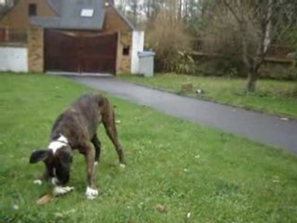 chien fou