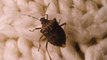 UK hotels see a 278% surge in bed bug infections