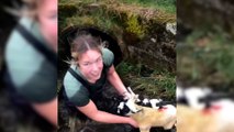Écosse : une éleveuse rampe six mètres dans un tunnel pour secourir ses agneaux