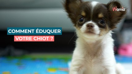 Comment éduquer votre chiot comme un professionnel : astuces et conseils pratiques