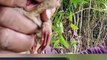 DENR probes vlogger’s handling of tarsiers in viral video