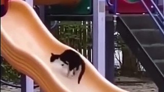 Funny animal videos 2023 - Funny cats_dogs  - Funny animals