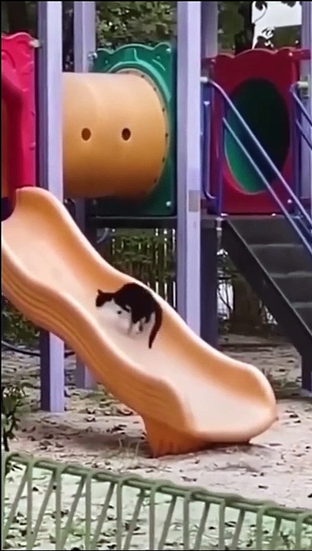 Funny animal videos 2023 - Funny cats_dogs  - Funny animals