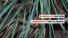 5 animales que son venenosos y no lo sabias