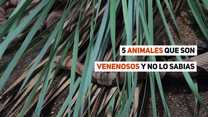 5 animales que son venenosos y no lo sabias